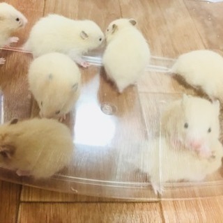 キンクマハムスター赤ちゃん 生後3週間 - 明石市