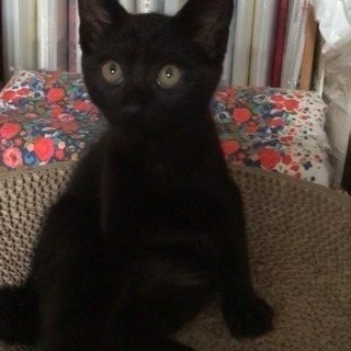 【里親さま決定】黒猫の男の子かぎしっぽ
