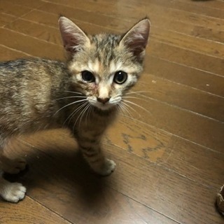 里親さん募集中❣️ - 猫