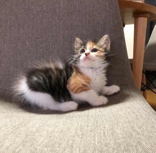 三毛猫長毛 メス 里親様決まりました (ちー) 富山の猫の里親募集