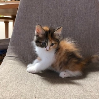 三毛猫長毛 メス 里親様決まりました (ちー) 富山の猫の里親募集