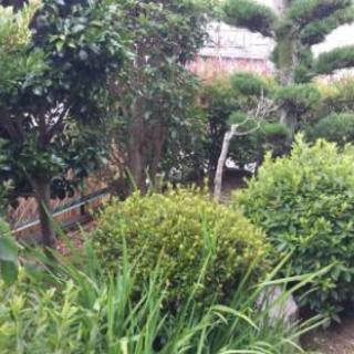庭の整理