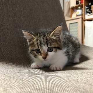 キジ白ちゃん 里親様決まりました