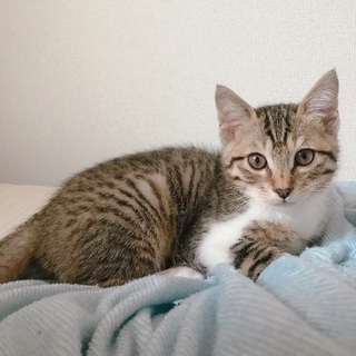 急募‼︎最後3ヶ月の子猫の里親さん！