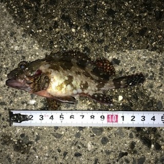 釣り好きや興味ある方探してます（7/8更新） - 高知市
