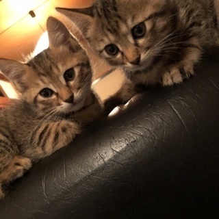 子猫の里親さん募集です( ´∀｀)