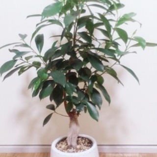 観葉植物育ててる方🌿うちの子自慢しませんか笑？