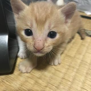 生後2ヶ月の子猫です(*^^*) - 島原市