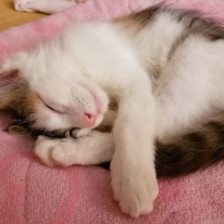 猫ちゃん、好きな方