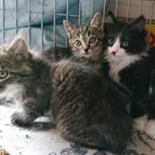 ３匹の子猫の里親募集！
