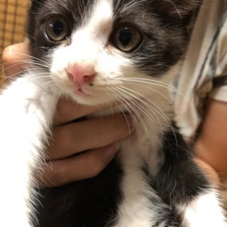 取引中！子猫の里親になってくれる方。