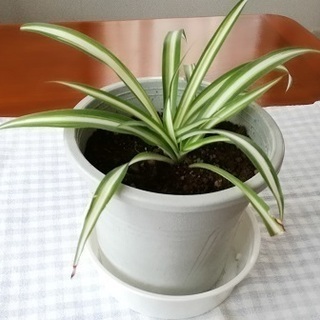 観葉植物　オリヅルラン　①