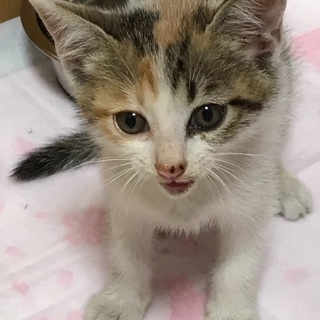 ◾️三毛猫◾️生後約1カ月半ぐらい？