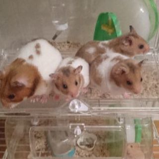 ゴールデンハムスターの里親を募集します