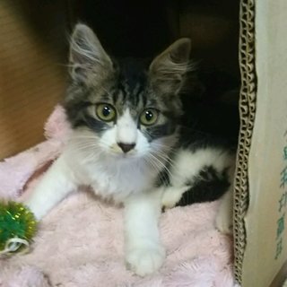東名高速高架橋げたでさまよっていた子猫です。