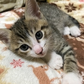 4月17日生まれの子猫の里親募集