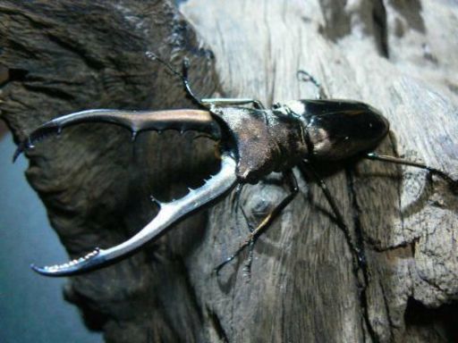 メタリフェルホソアカ初令幼虫10頭(土日発送・送料着払い)