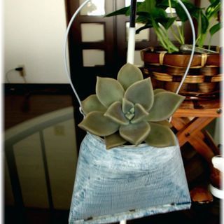 【多肉植物】釣り下げ型リメイク缶入り『朧月(大)』 TYPE-B