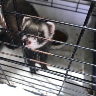 フェレット2歳オス里親募集です