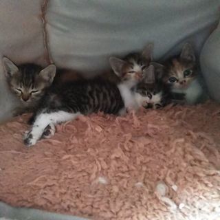 三毛2匹、キジトラ1匹、生後1ヶ月〜1ヶ月半です。