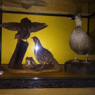 鳥の剥製
