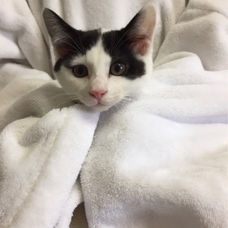 猫初心者でも飼いやすい　3か月キジ白♂風太くんの画像