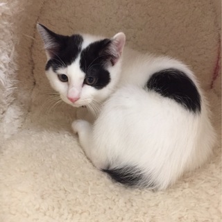 猫初心者でも飼いやすい　3か月キジ白♂風太くん - 猫