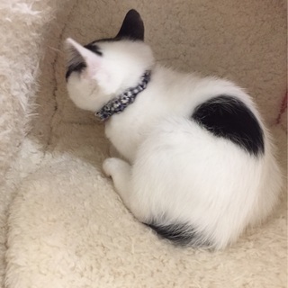 猫初心者でも飼いやすい　3か月キジ白♂風太くん − 東京都