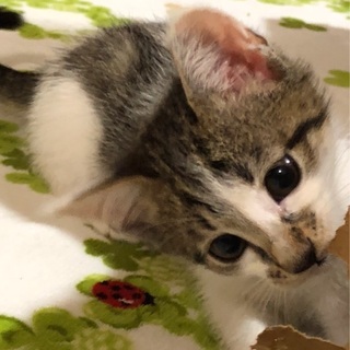 犬も子供もＯＫ　2か月半♀キキちゃん