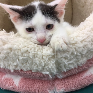 初心者にも飼いやすい　3か月♀ミルフィーユちゃん - 府中市