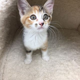超甘えん坊　サビ三毛♀サキちゃん