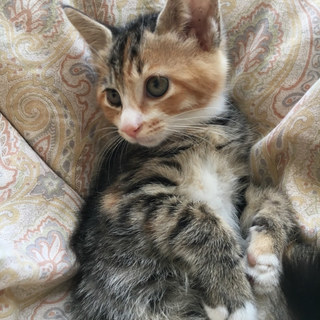 キジっぽい三毛猫　2か月半♀ミキちゃん
