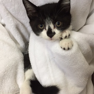 強運の生き残り　白黒猫3カ月♀スージーちゃん