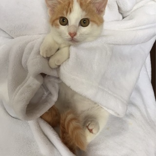 お留守番も先住猫もＯＫ　3か月♂ジュレくん