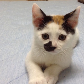 ホクロが印象的な愛くるしい三毛猫　♀2カ月半　みけ子ちゃん