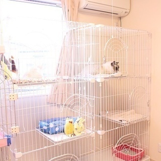 猫カフェに併設のキャットホテルがオープンしました♡♡ご旅行や冠婚...