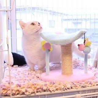 猫カフェに併設のキャットホテルがオープンしました♡♡ご旅行や冠婚葬祭等で留守になり、猫を預けたい。でも狭いケージはかわいそう・・・という方、。愛猫ちゃんを安心して預けていただけるホテルがオープンしました♡ - ペット