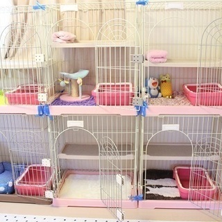 猫カフェに併設のキャットホテルがオープンしました♡♡ご旅行や冠婚葬祭等で留守になり、猫を預けたい。でも狭いケージはかわいそう・・・という方、。愛猫ちゃんを安心して預けていただけるホテルがオープンしました♡ - 地元のお店