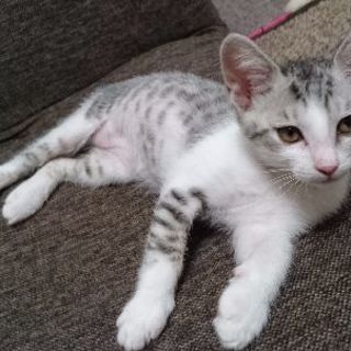 子猫もらって下さいm(__)m