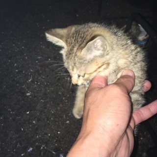 野良猫の子猫 多分メス