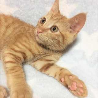 茶トラ男の子☆2.5～3ヶ月くらい