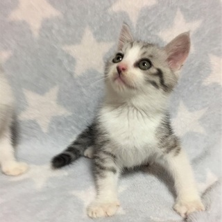 グレーしましま☆