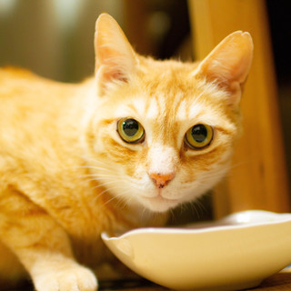 キジトラ 大人猫「ぽっぽちゃん♀」