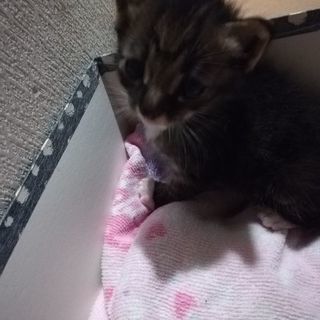 急募！生後2～3週間の子猫2匹