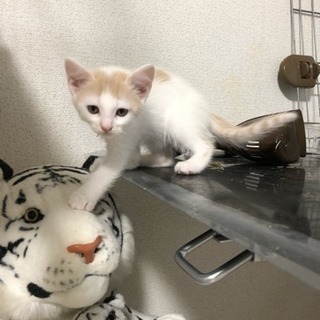 ノルウェージャンミックスの子猫達