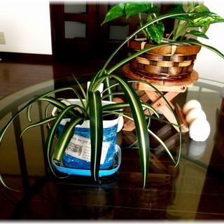 <<End of transaction>>【観葉植物】スパイダ...