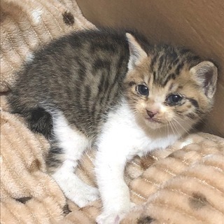 子猫の里親募集 生後1ヵ月前後