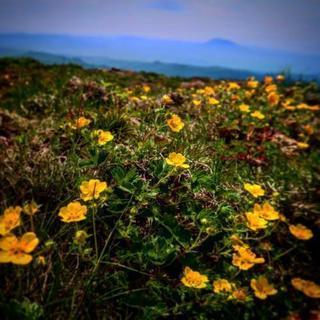 7月14日八甲田山へ登山しませんか？ - 青森市