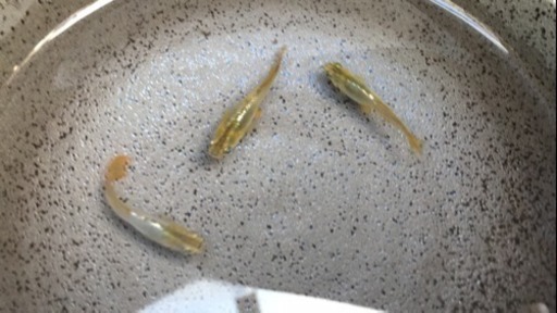 【限定】鳳凰メダカの稚魚  20匹