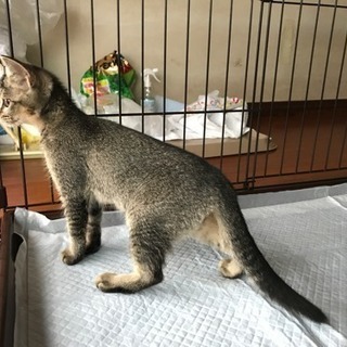 はっちゃけ 冬ちゃん（女の子） - 越谷市